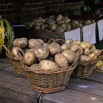Picasso potatoes from Suttons