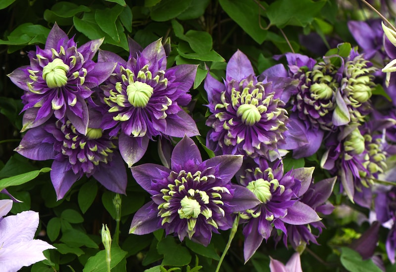 Purple and green clematis flowers
