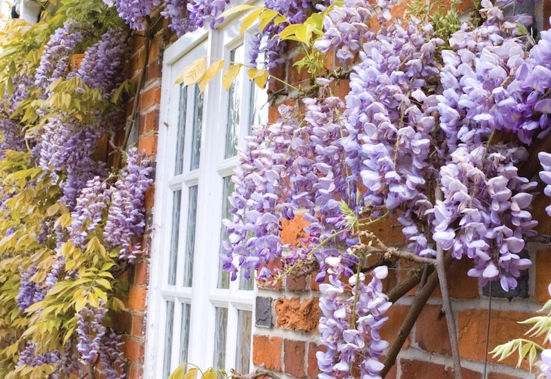 Purple wisteria over window