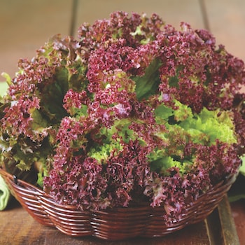 Red and untried lettuce in wicker bowl