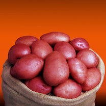 Sarpo mira potatoes from Suttons