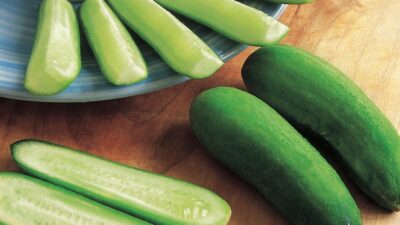 Best expert advice on growing cucumbers