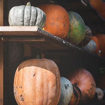 Stored squash and pumpkins on shelves