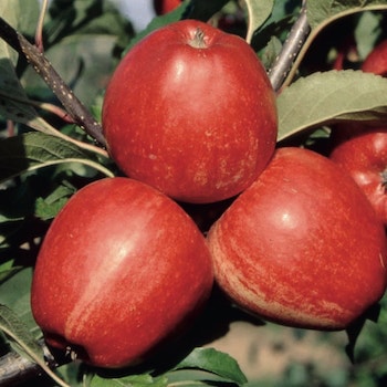 Trio of red skinned apples