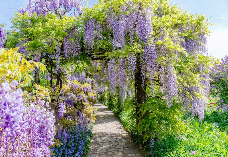 Purple wisteria covering trellis over path
