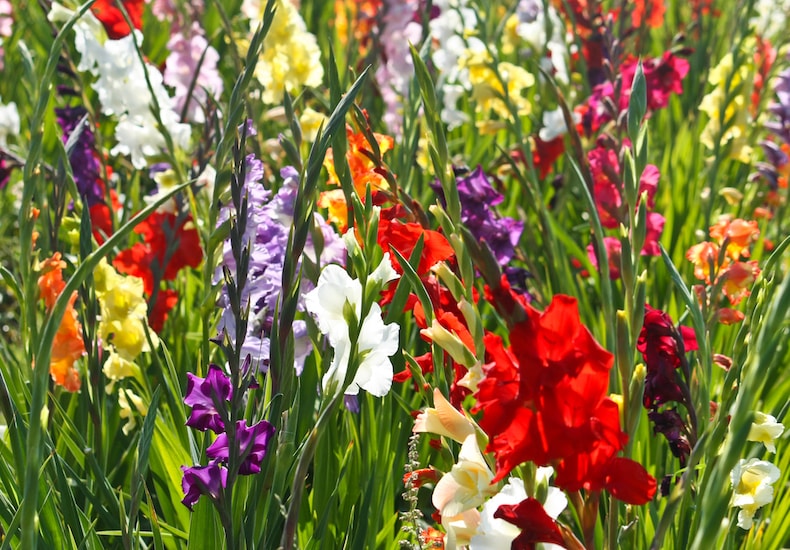 Colourful gladioli corms in grass