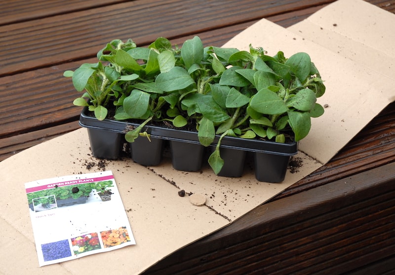 Garden ready plants surrounded with cardboard and growing instructions