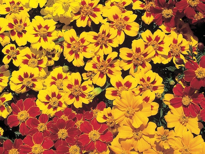 Orange, yellow and red marigold flowers