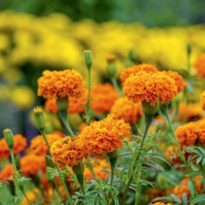 Orange marigolds with green foliage