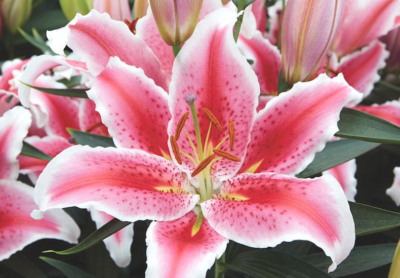 Pink and white lily flower