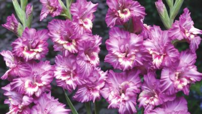 Best expert advice on growing summer-flowering bulbs
