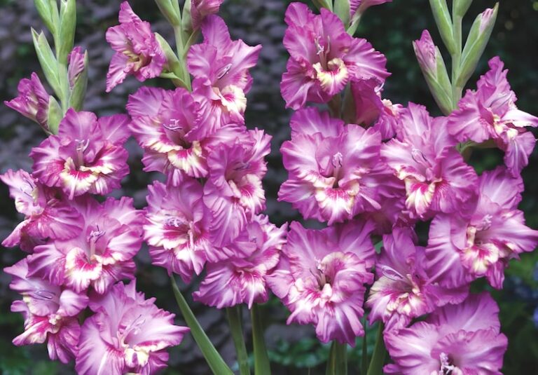 Best expert advice on growing summerflowering bulbs Suttons
