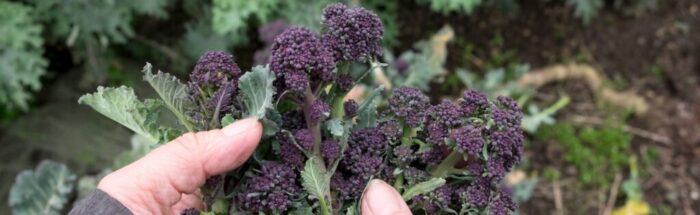 purple-sprouting-broccoli-tops-1.jpg