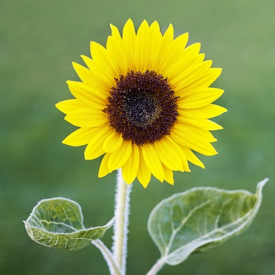Singular sunflowers with two leaves