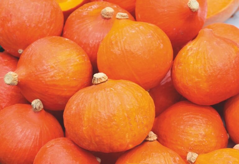 Best expert advice on growing pumpkins and squash Suttons Gardening