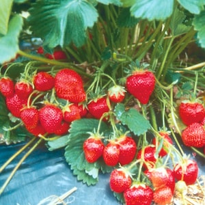 Strawberry Plants Marshmello from Suttons