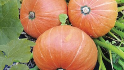 Best expert advice on growing pumpkins and squash