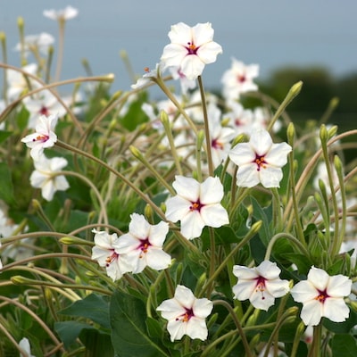 Collection of white flowers
