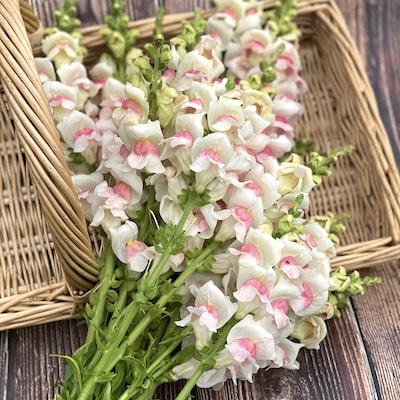 White and pink snapdragon flowers