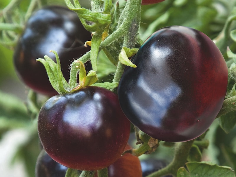 Fruits of black tomato variety