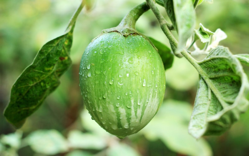 Green aubergine fruit on plant