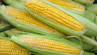 Best expert advice on growing sweet corn