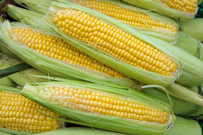 Group of sweetcorn with green husks