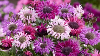 Best expert advice on growing plants for wildlife
