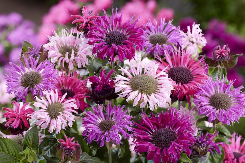 Pink and purple monarda flowers