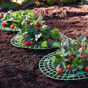 strawberry plants on strawberry supports