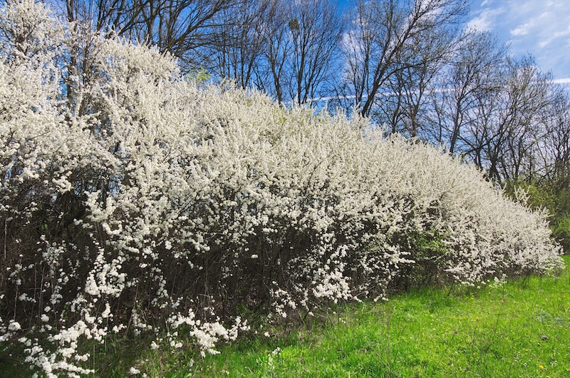 White blackthorn blossom hedging