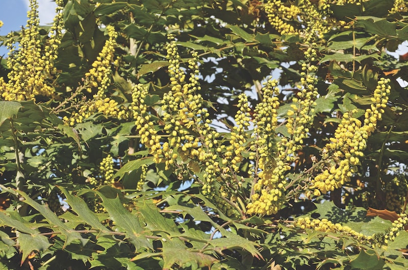 Yellow winter-flowering mahonia