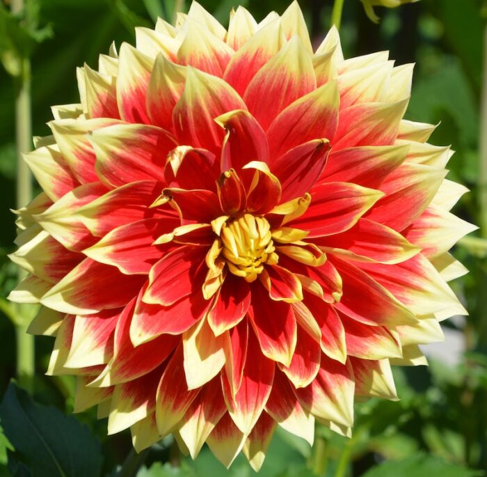 How to grow dahlias Suttons Gardening Grow How