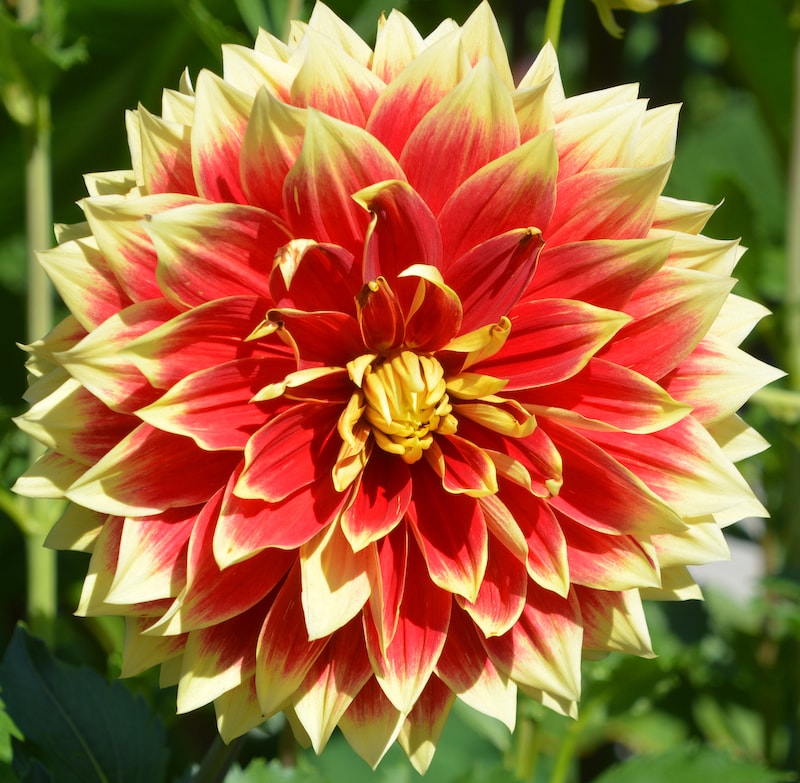 Yellow and red dahlia with yellow centre