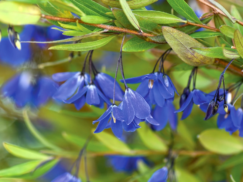 Blue flower of bluebell creeper amongst green foliage