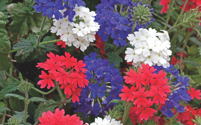 Blue, red and white verbena flowers
