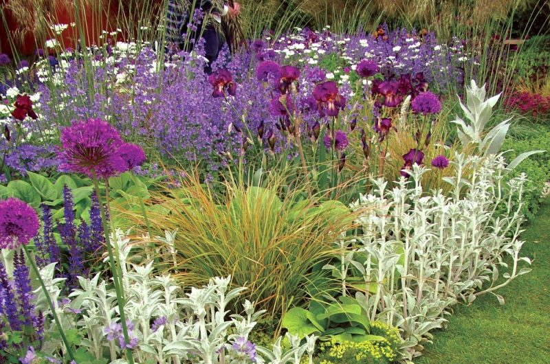 Colourful perennial plants in border