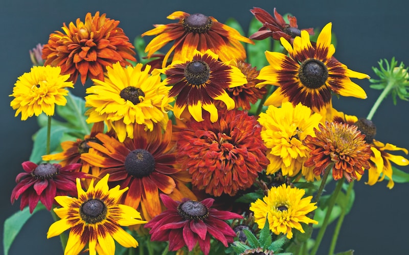 Yellow, brown and red rudbeckia flowers