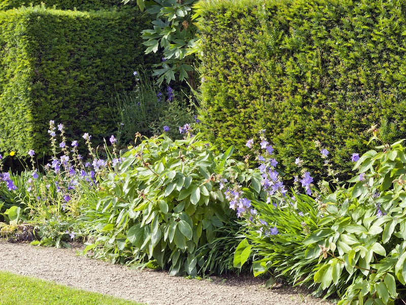 English yew hedging beyond purple flowers
