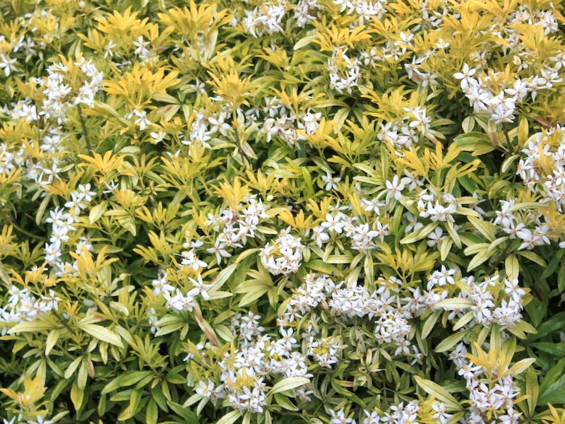 Evergreen leaves and white flowers of Choisya