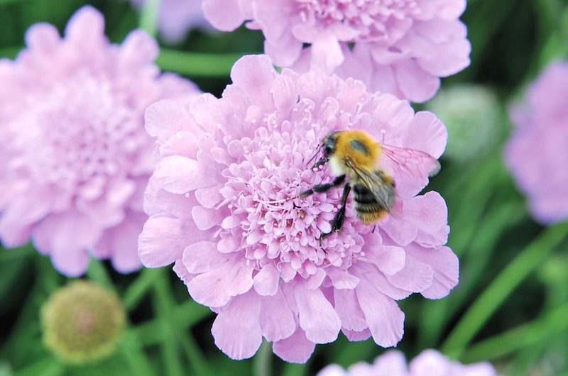 Pink scabious flower with honeybee