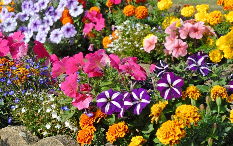 Mixed colourful summer bedding plants