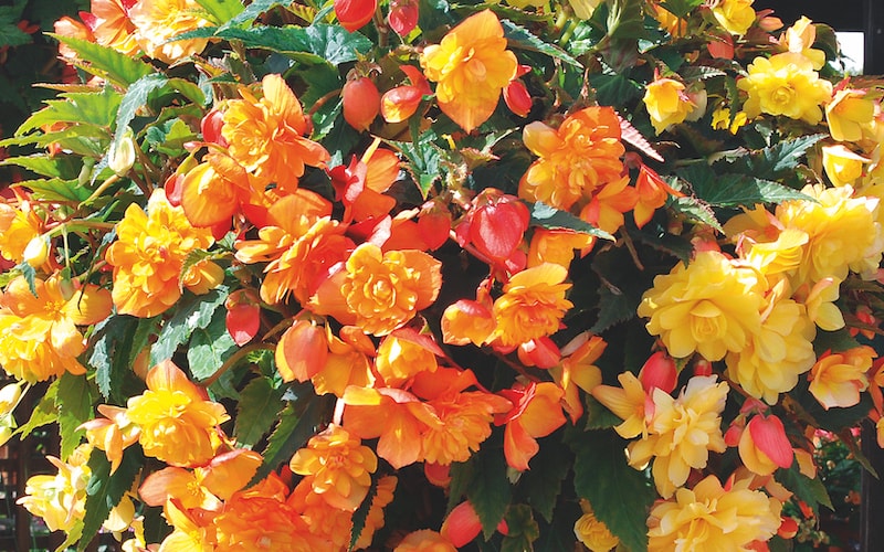 Orange and apricot begonia flowers