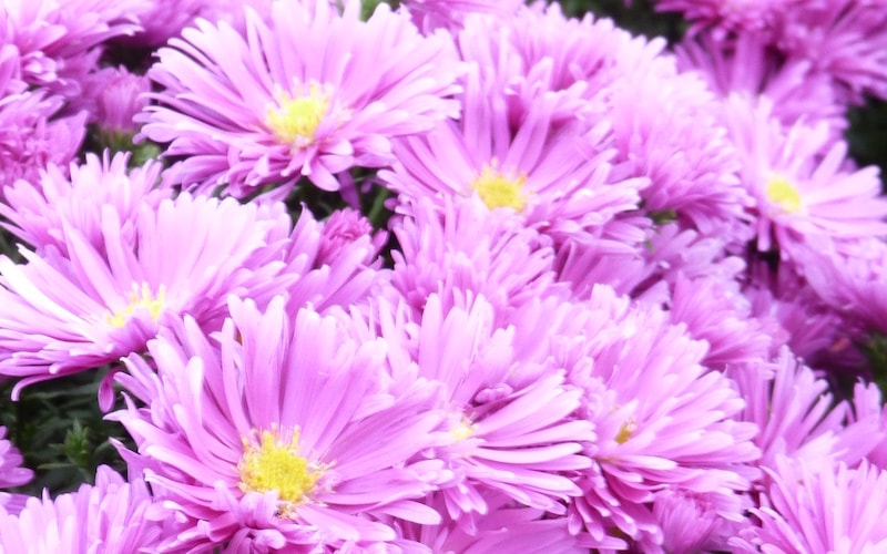 Purple aster flowers with yellow centre
