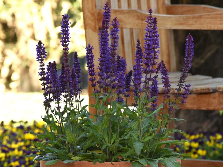 Getting the best from your perennial plants Suttons Gardening Grow How