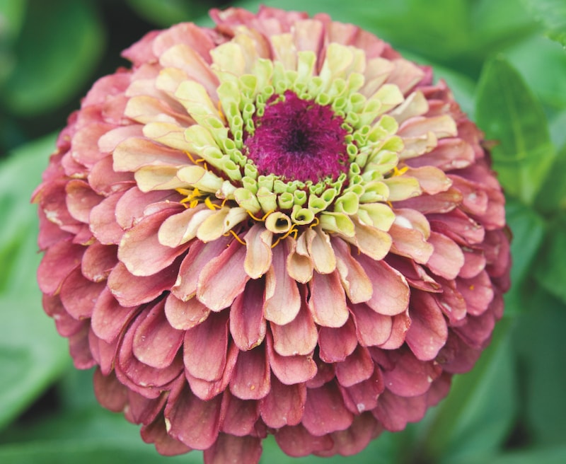 Single pink and green Zinnia flower