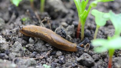 Slug resistant plants for your garden