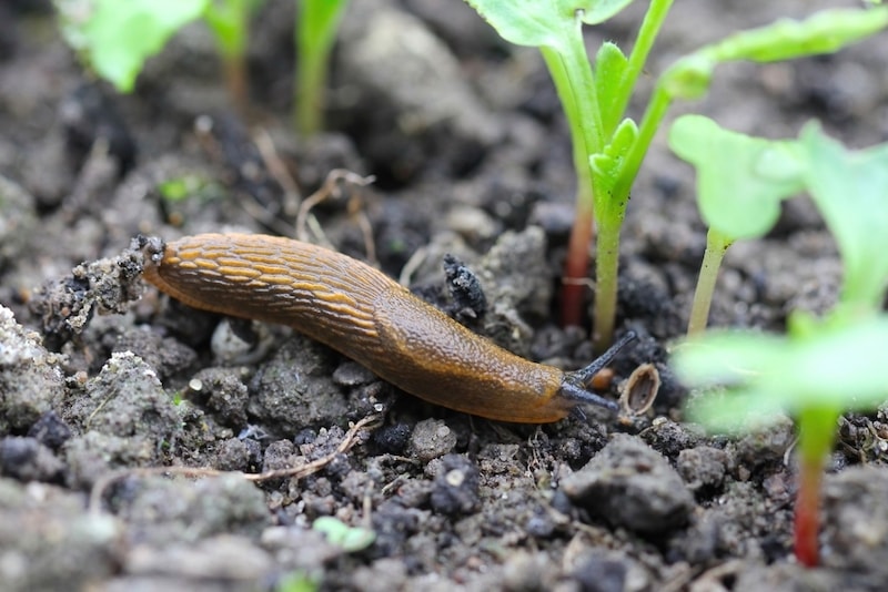 Slug nearing radish seedling