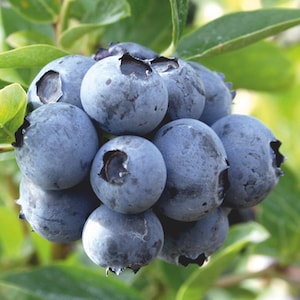 Group of blueberries from Suttons