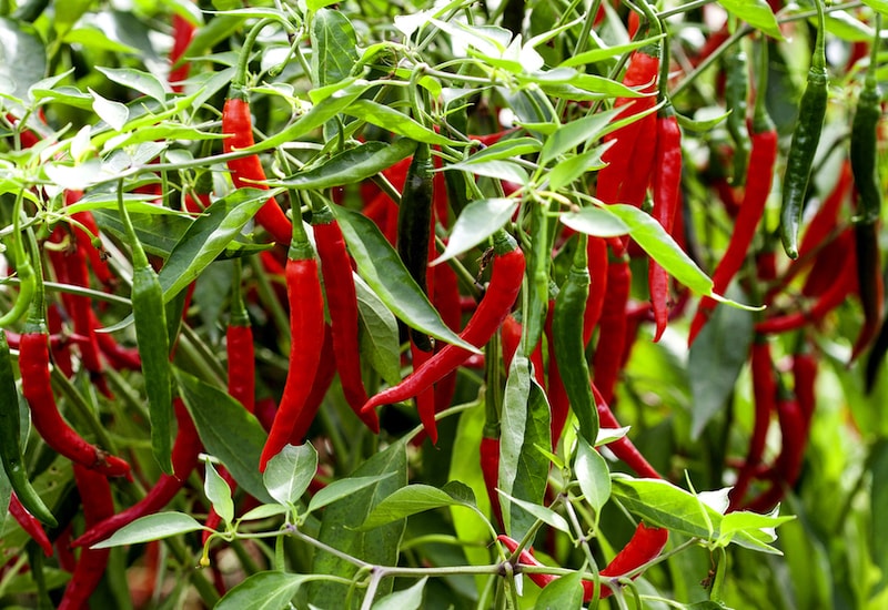 Collection of long red chillies